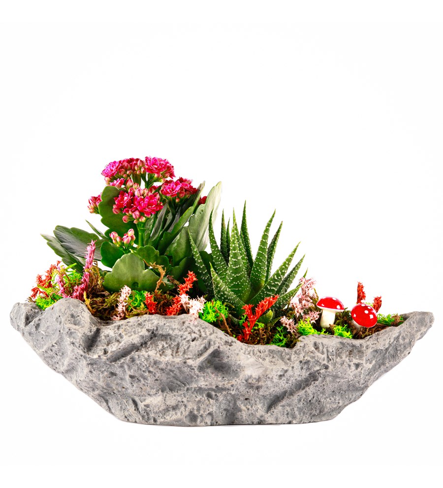 Marineris Serisi Kalanchoe ve Haworthia Tasarım
