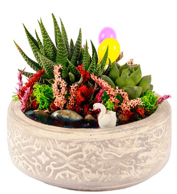 Beton Eskitme Haworthia ve Sukulent Teraryum