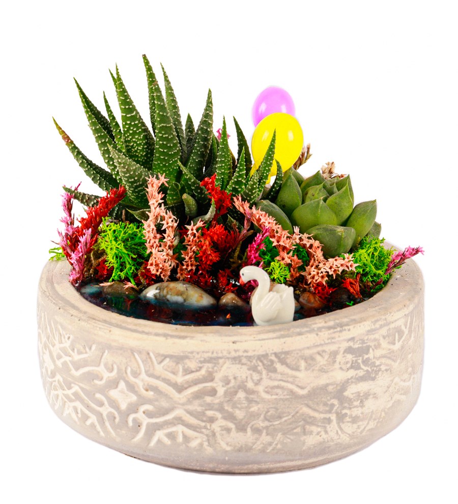 Beton Eskitme Haworthia ve Sukulent Teraryum