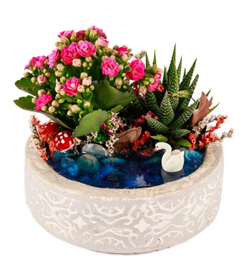 Beton Eskitme Haworthia ve Kalanchoe Teraryum