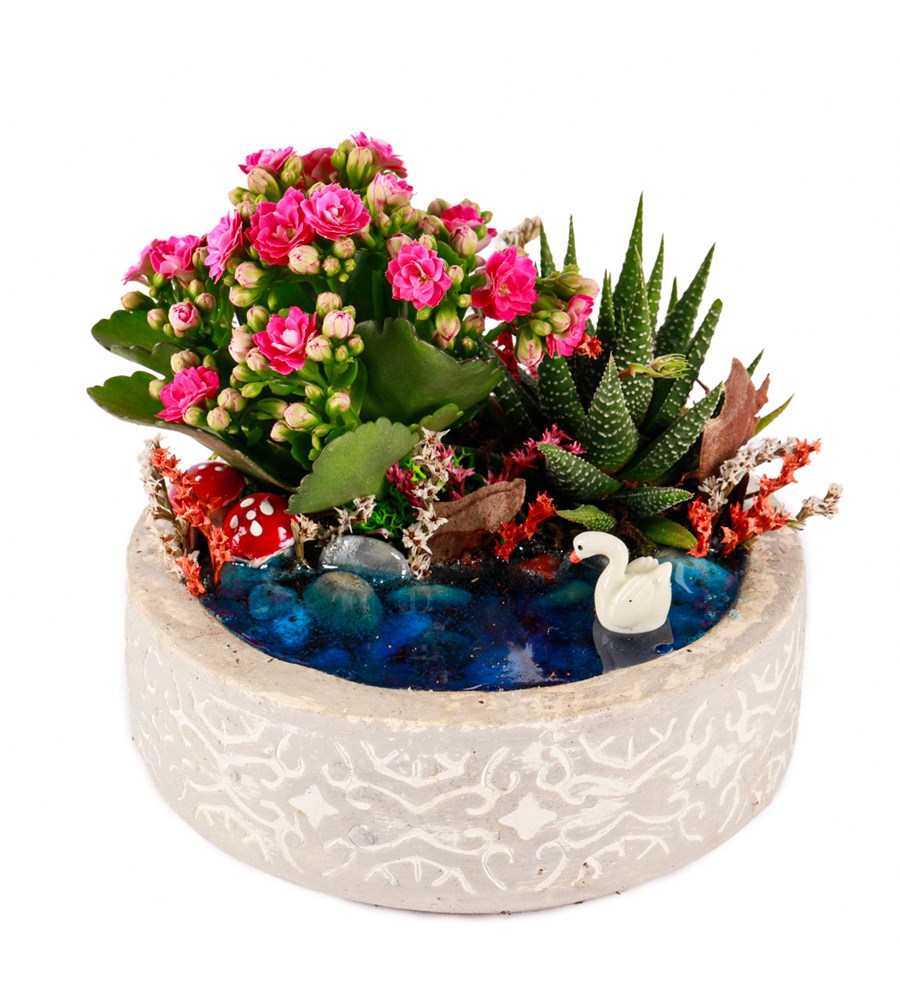 Beton Eskitme Haworthia ve Kalanchoe Teraryum