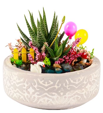 Beton Eskitme Balonlu Haworthia Teraryum