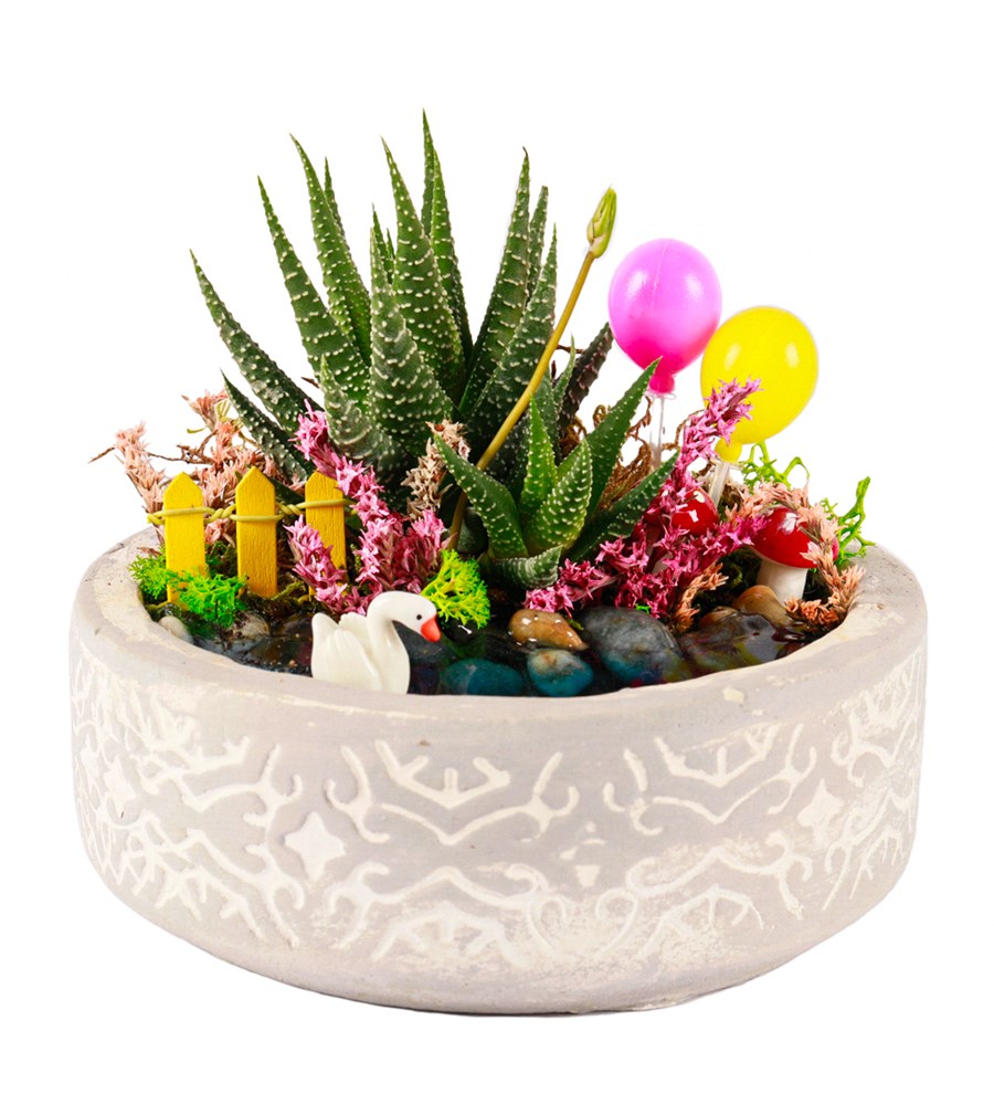 Beton Eskitme Balonlu Haworthia Teraryum