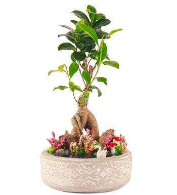 Beton Eskitme Bonsai Teraryum