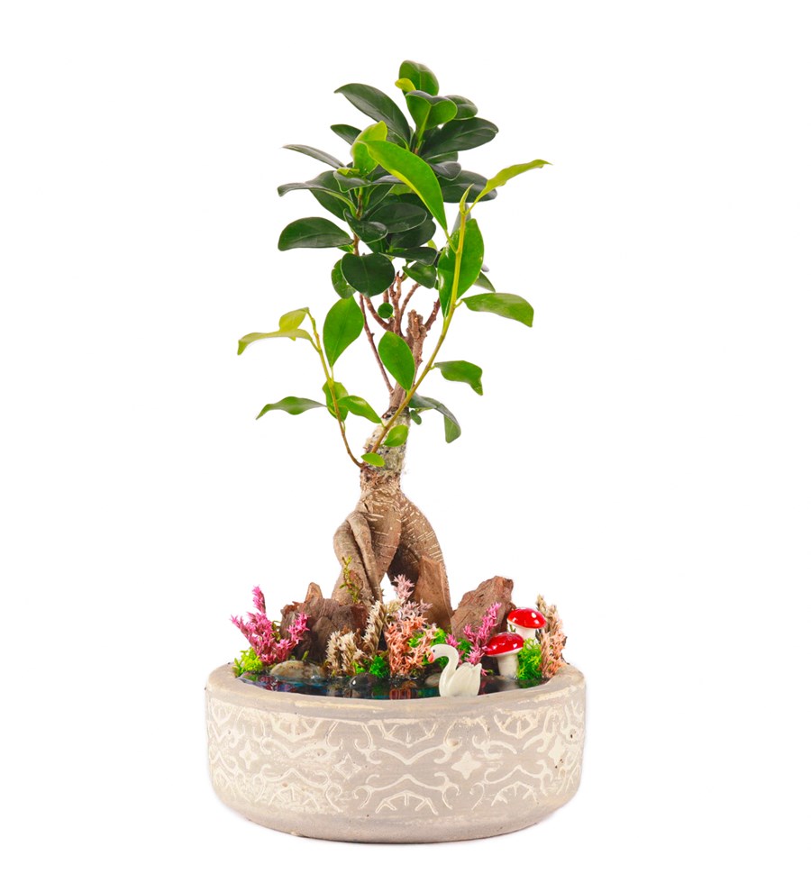 Beton Eskitme Bonsai Teraryum