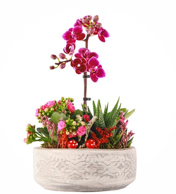 Beton Saksıda Orkide, Kalanchoe ve Haworthia Tasarım