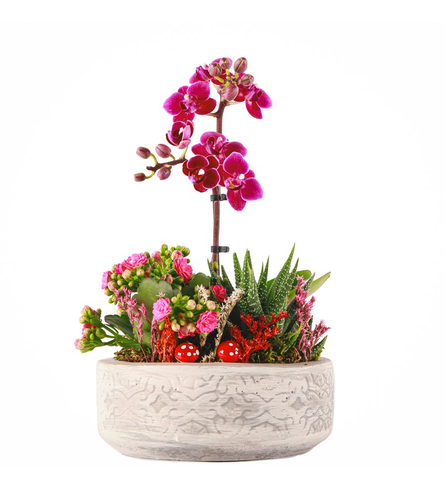 Beton Saksıda Orkide, Kalanchoe ve Haworthia Tasarım