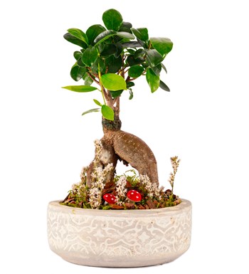 Beton Saksıda Bonsai Tasarım