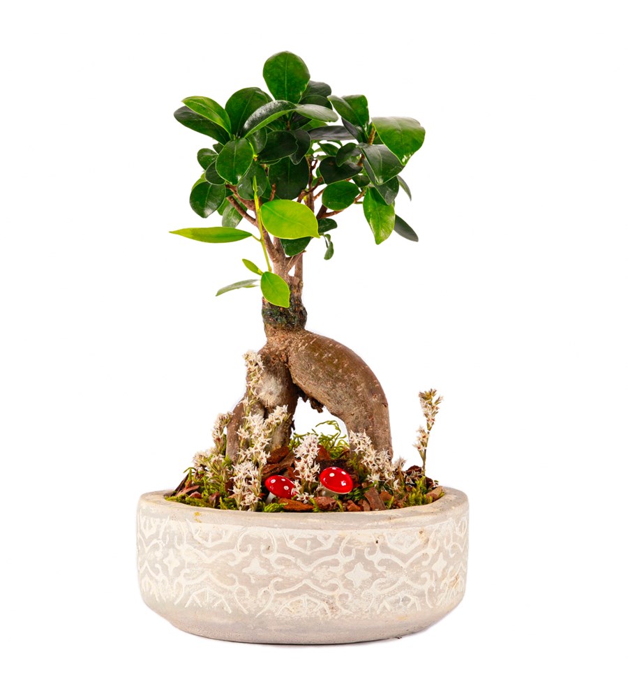 Beton Saksıda Bonsai Tasarım