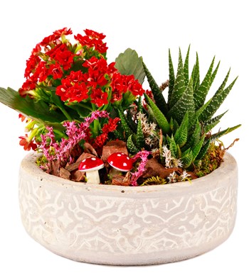 Beton Saksıda Kalanchoe ve Haworthia Tasarım