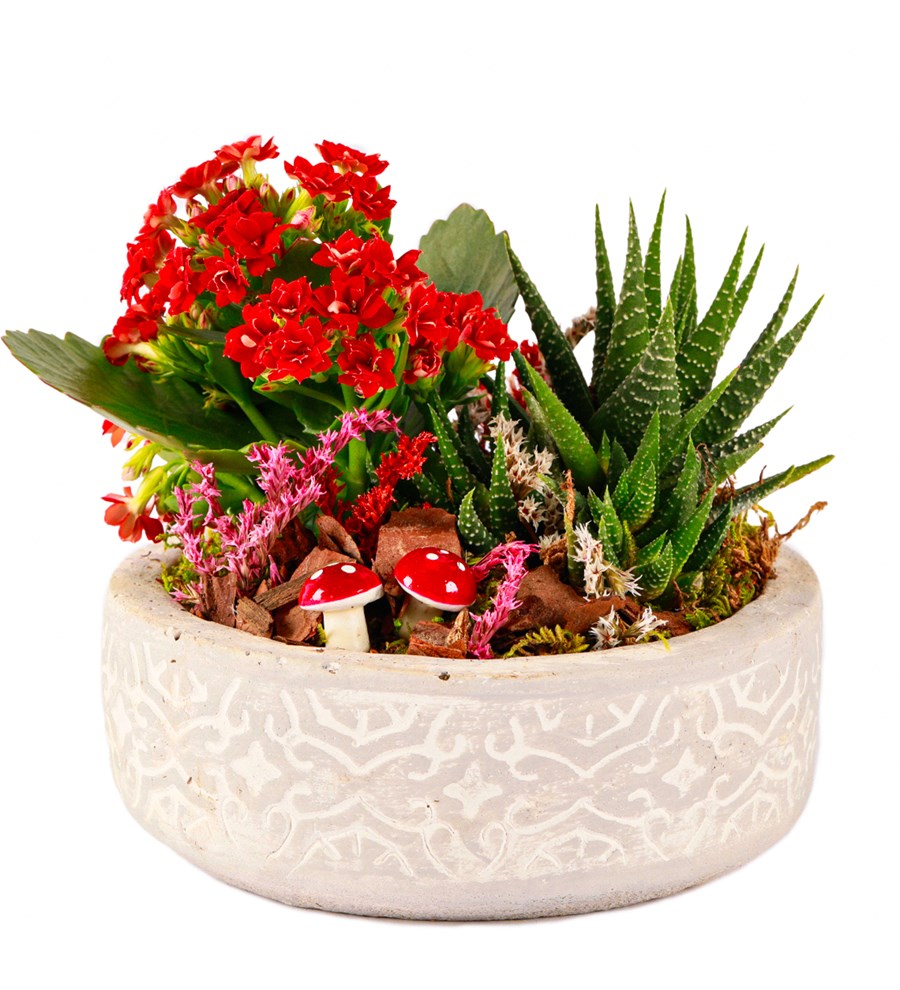 Beton Saksıda Kalanchoe ve Haworthia Tasarım