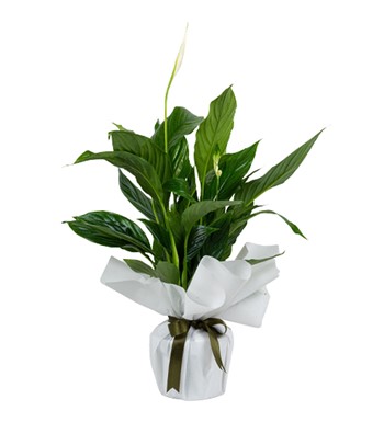 Beyaz Elyafta Spatifilyum Çiçeği
