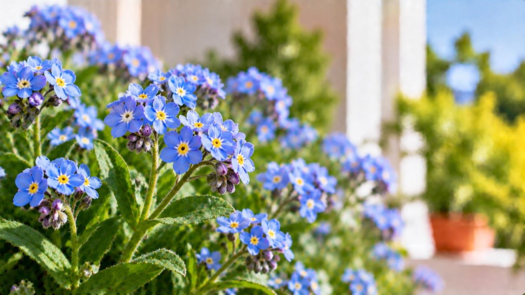Unutma Beni Çiçeği (Forget-me-not)