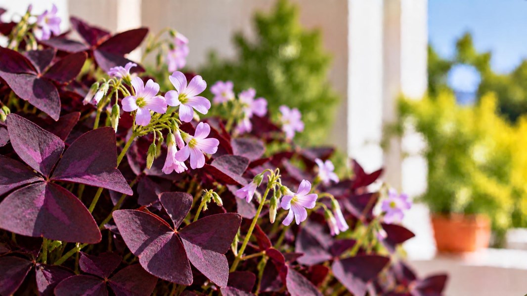 Uyku Çiçeği (Kelebek çiçeği, oxalis)