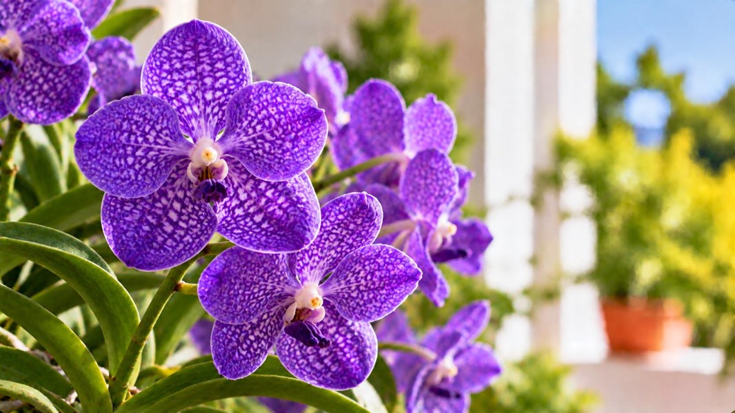 Vanda Orkide