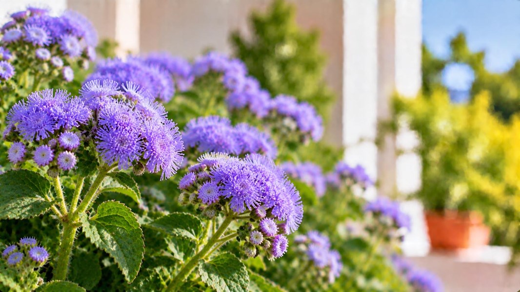 Vapur Dumanı (Ageratum)