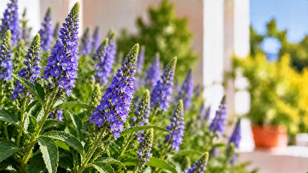 Veronika (Speedwell)