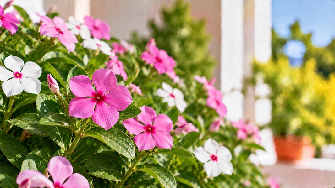 Vinca (Cezayir menekşesi)