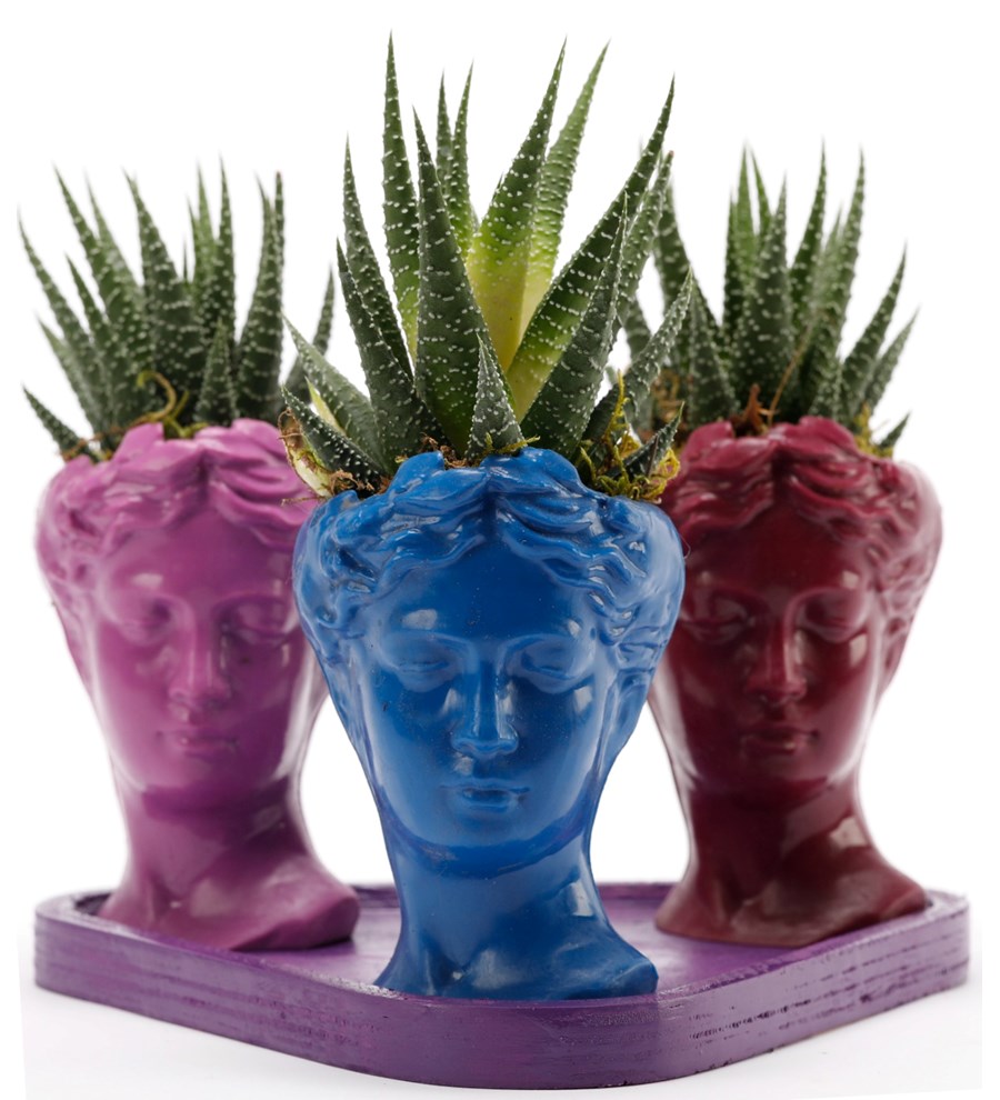 Trio Mini Helen Serisi Haworthia Tasarım - Mor Kaide