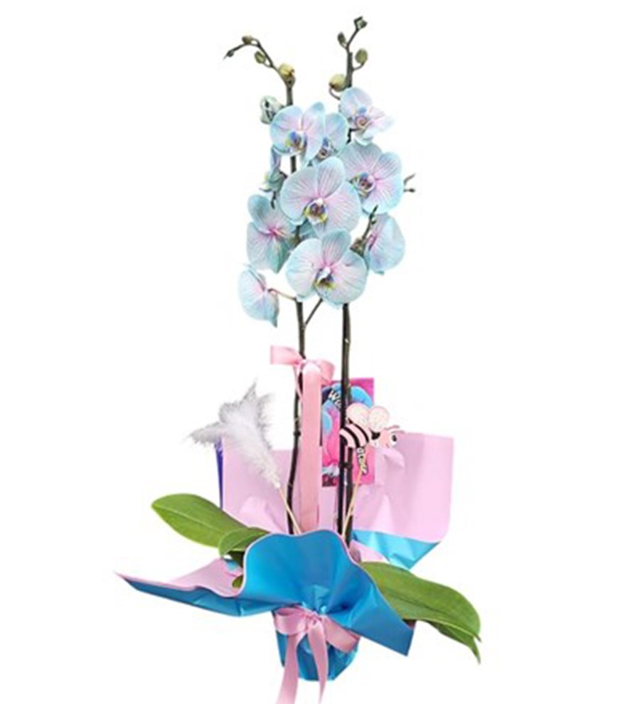 Wonder Orkide - Okyanus Işıltısı