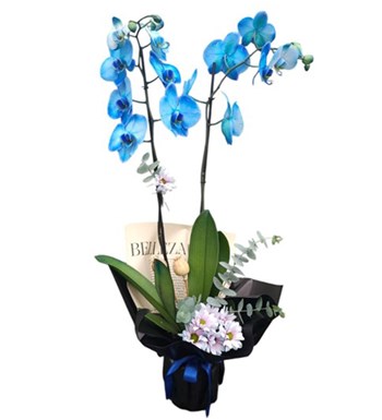 Lilyana Flowers - Mavi Orkide - Luna Blue
