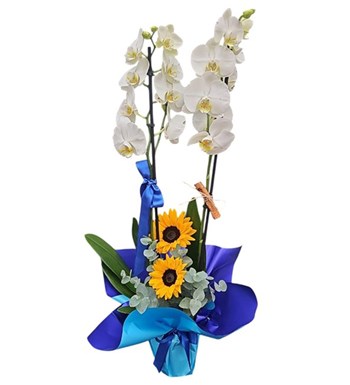 Lilyana Flowers - Beyaz Orkide - Beyaz Umut