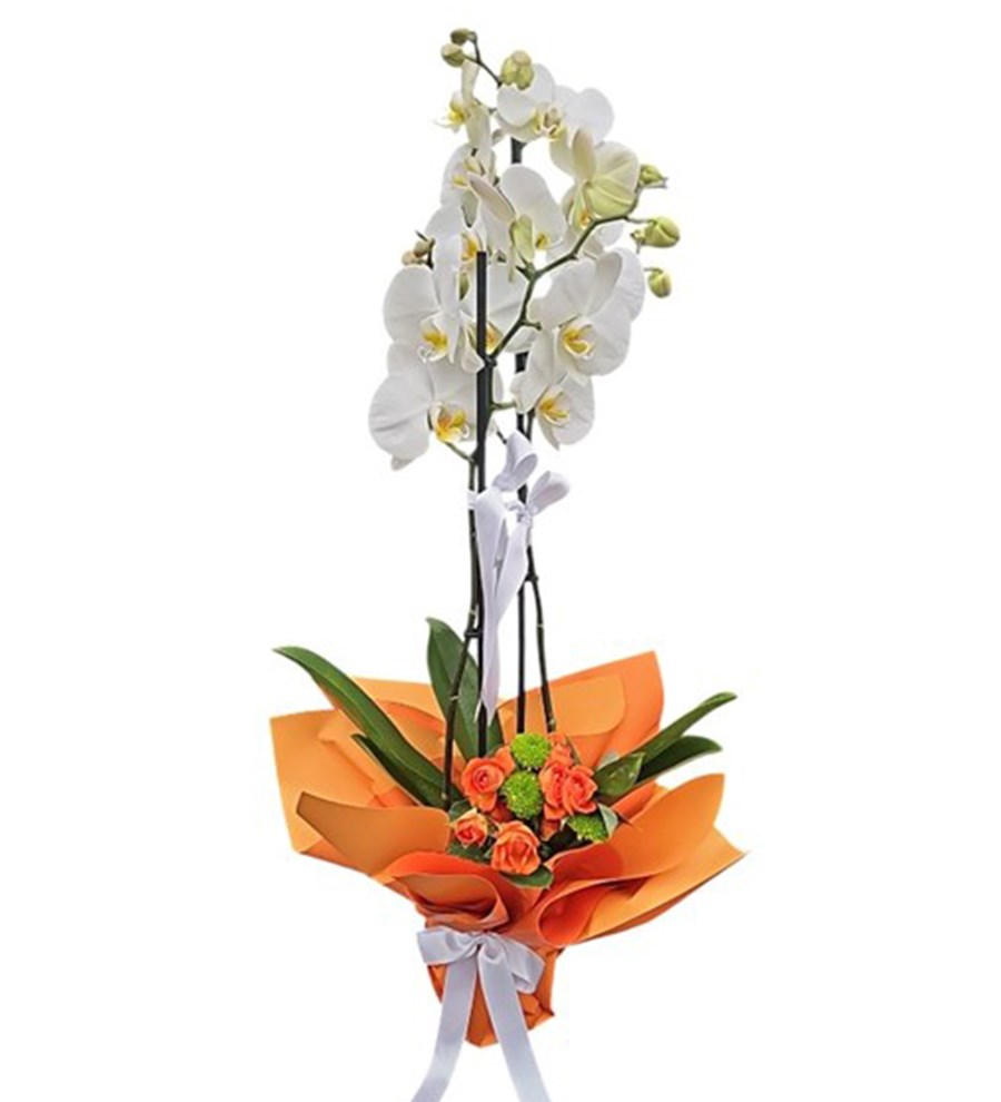 Beyaz Orkide - Sessiz Asalet