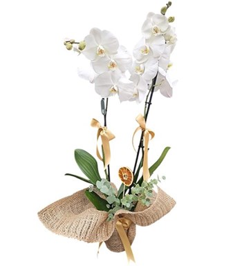 Lilyana Flowers - Beyaz Orkide - Saf Dilek