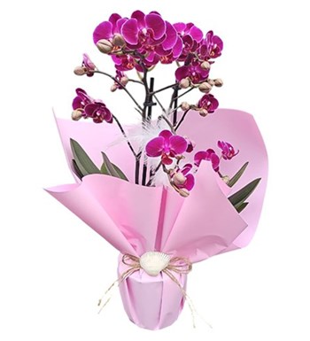 Lilyana Flowers - Multi Orkide - Asil Dokunuş