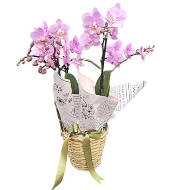 Lilyana Flowers - Multi Orkide - Aşkın Pembe Hali