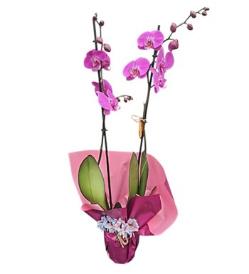 Lilyana Flowers - Fuşya Orkide - Pembe Rüya