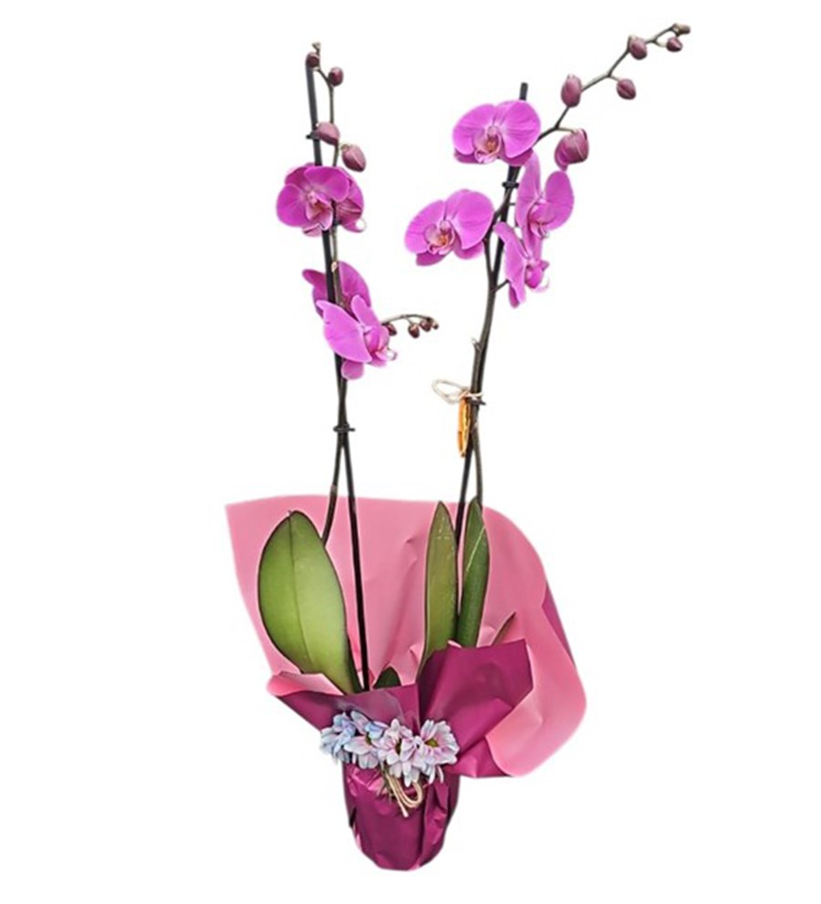 Fuşya Orkide - Pembe Rüya