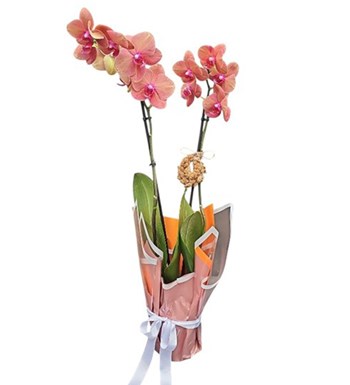 Lilyana Flowers - Surf Song Orkide - Bakır Işıltı