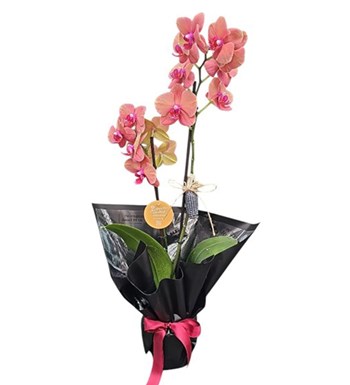 Lilyana Flowers - Surf Song Orkide - Sıcak Sevda