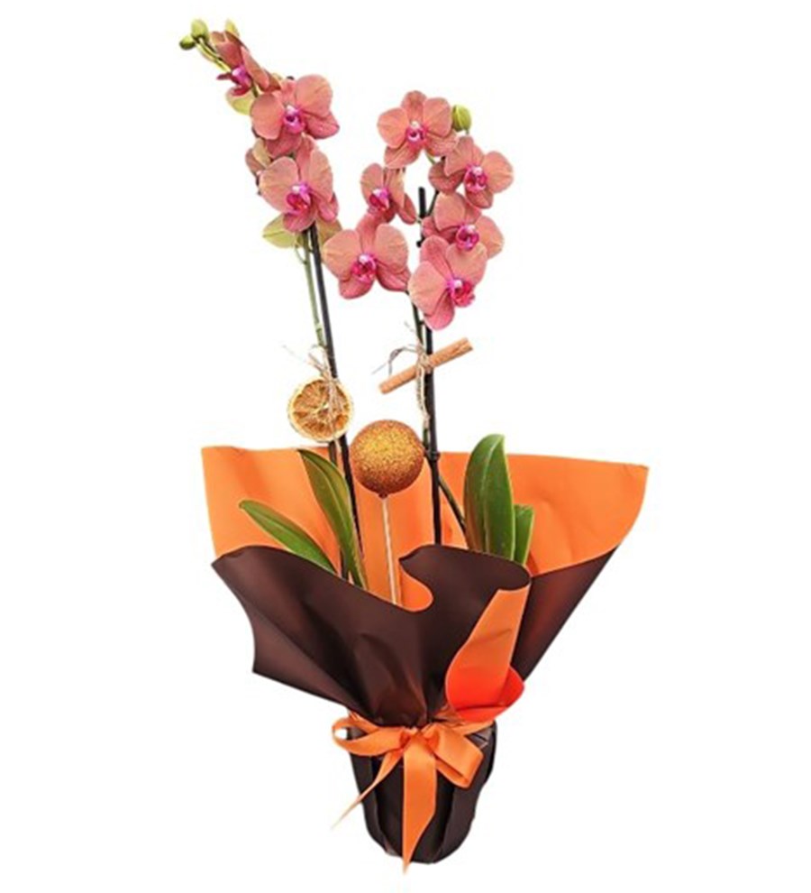 Surf Song Orkide - Tatlı Bir An