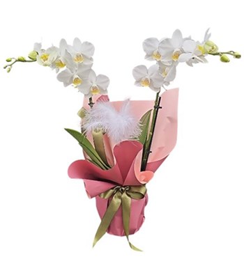 Lilyana Flowers - Multi Orkide - Masum Bir Dokunuş