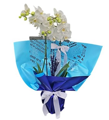 Lilyana Flowers - Multi Orkide - Duru Orkide