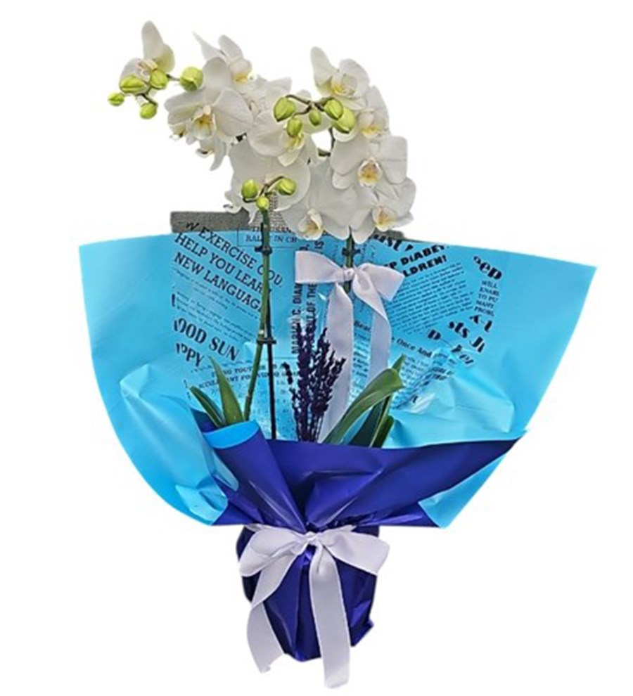 Multi Orkide - Duru Orkide