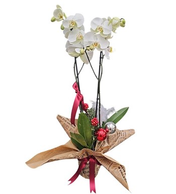 Lilyana Flowers - Beyaz Orkide - Zamansız Beyaz