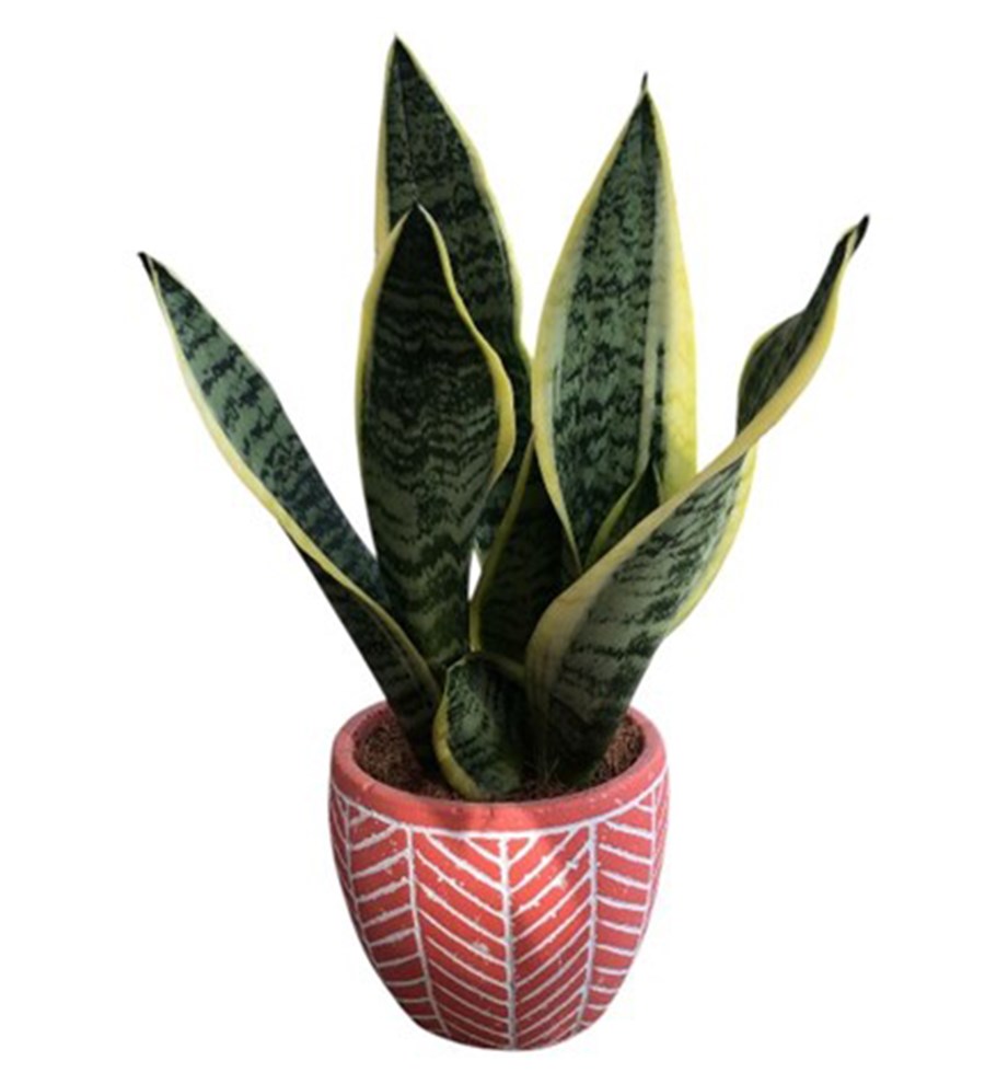 Paşa Kılıcı - Sansevieria Laurentii Kırmızı
