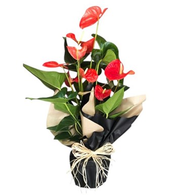 Lilyana Flowers - Antoryum - Anthurium