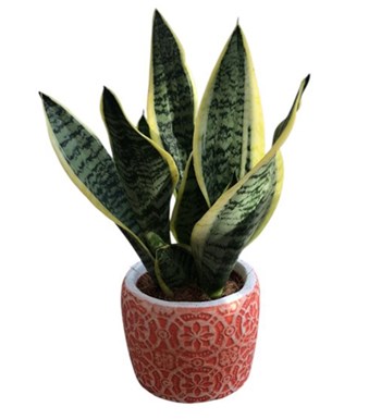 Lilyana Flowers - Paşa Kılıcı - Sansevieria Laurentii Anna