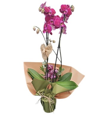 Lilyana Flowers - Fuşya Orkide - Ametist Zarafet