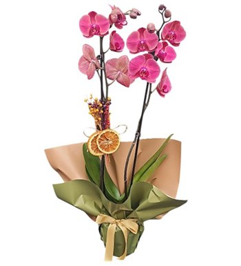 Lilyana Flowers - Coral Orkide - Sessiz Güzellik