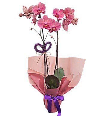 Lilyana Flowers - Coral Orkide - Kalp Atışı