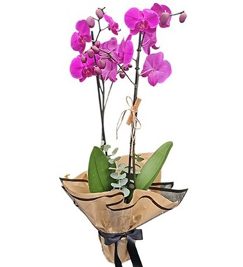 Lilyana Flowers - Fuşya Orkide - Naturel