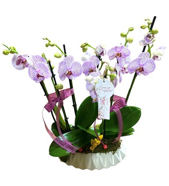 6 Dallı Pembe Çizgili Deluxe Orkide