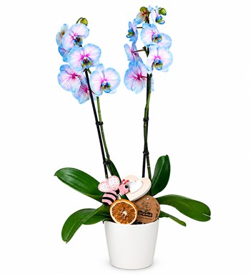 Lilyana Flowers - Wonder Orkide - Beyaz Nora