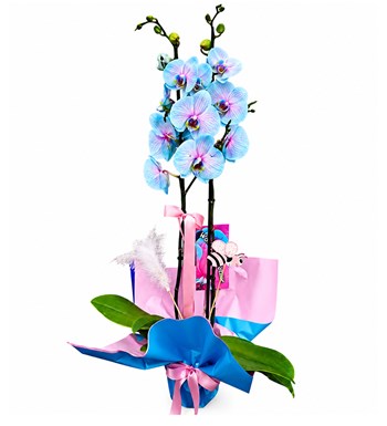 Lilyana Flowers - Wonder Orkide - Okyanus Işıltısı