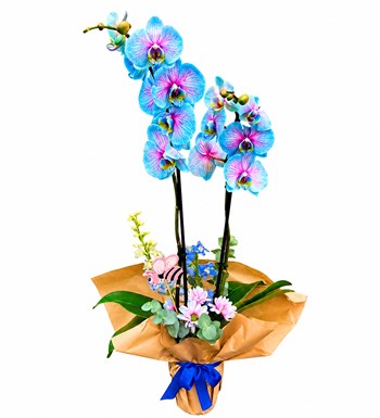 Lilyana Flowers - Wonder Orkide - Okyanus Nefesi